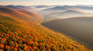 automne-foret-featured