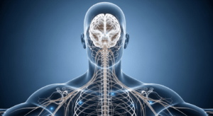 featured-systeme-nerveux-sep