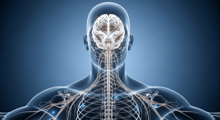 featured-systeme-nerveux-sep