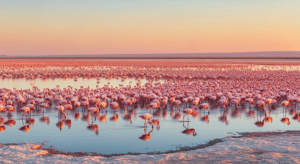 flamants-roses-couleur-habitat