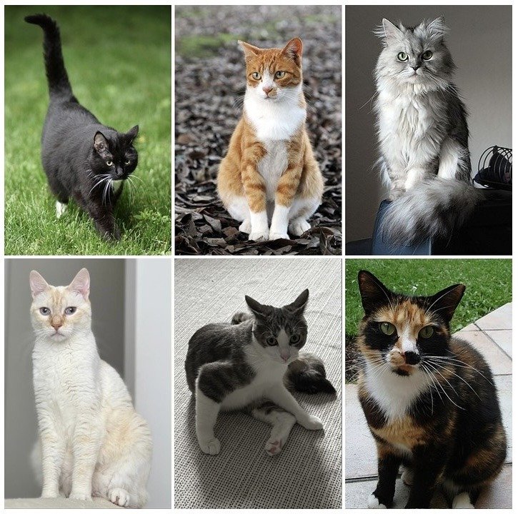 chats-eau-featured-2