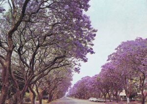 communication-arbres-featured-1