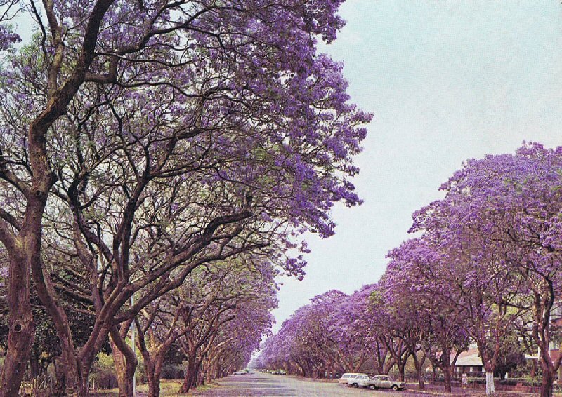 communication-arbres-featured-1