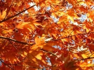 feuilles-couleur-automne-featured-3