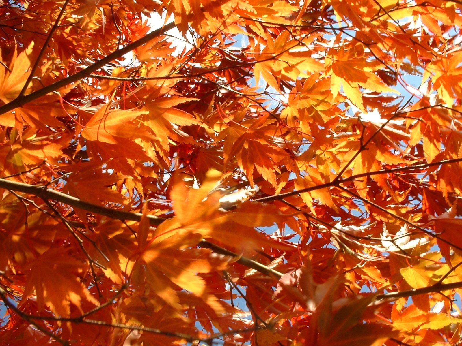 feuilles-couleur-automne-featured-3