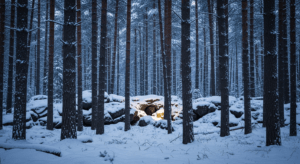hibernation-animale-foret-hiver-featured